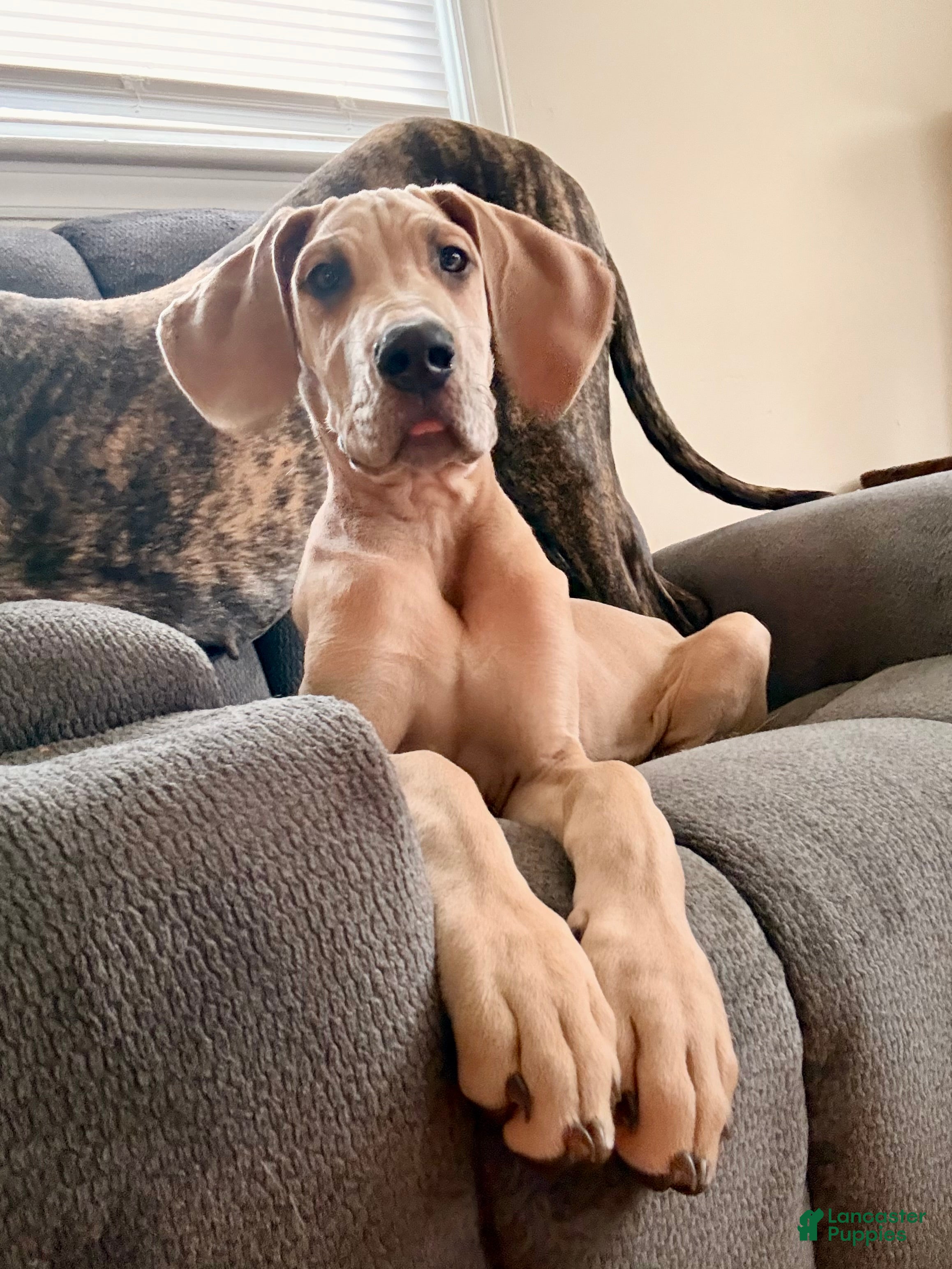 Great Dane dogs Blue fawn (Heavy Euro) - Ad 1