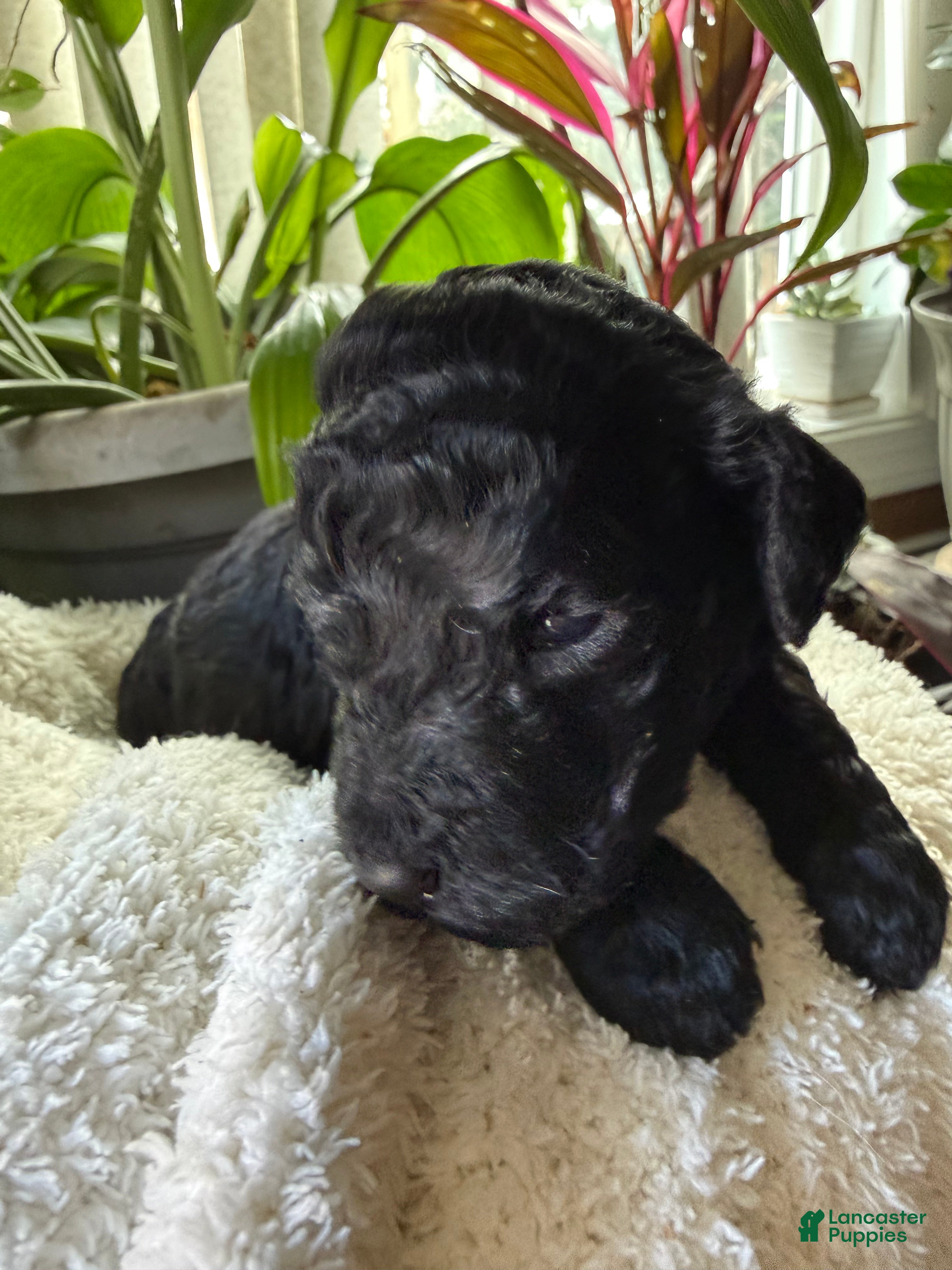 Goldendoodle dogs Coal - Ad 35