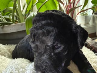 Goldendoodle dogs Coal - Ad 35