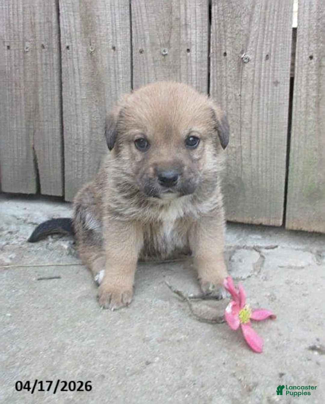 Mixed Breed dogs for sale: Ashley - Ad 1