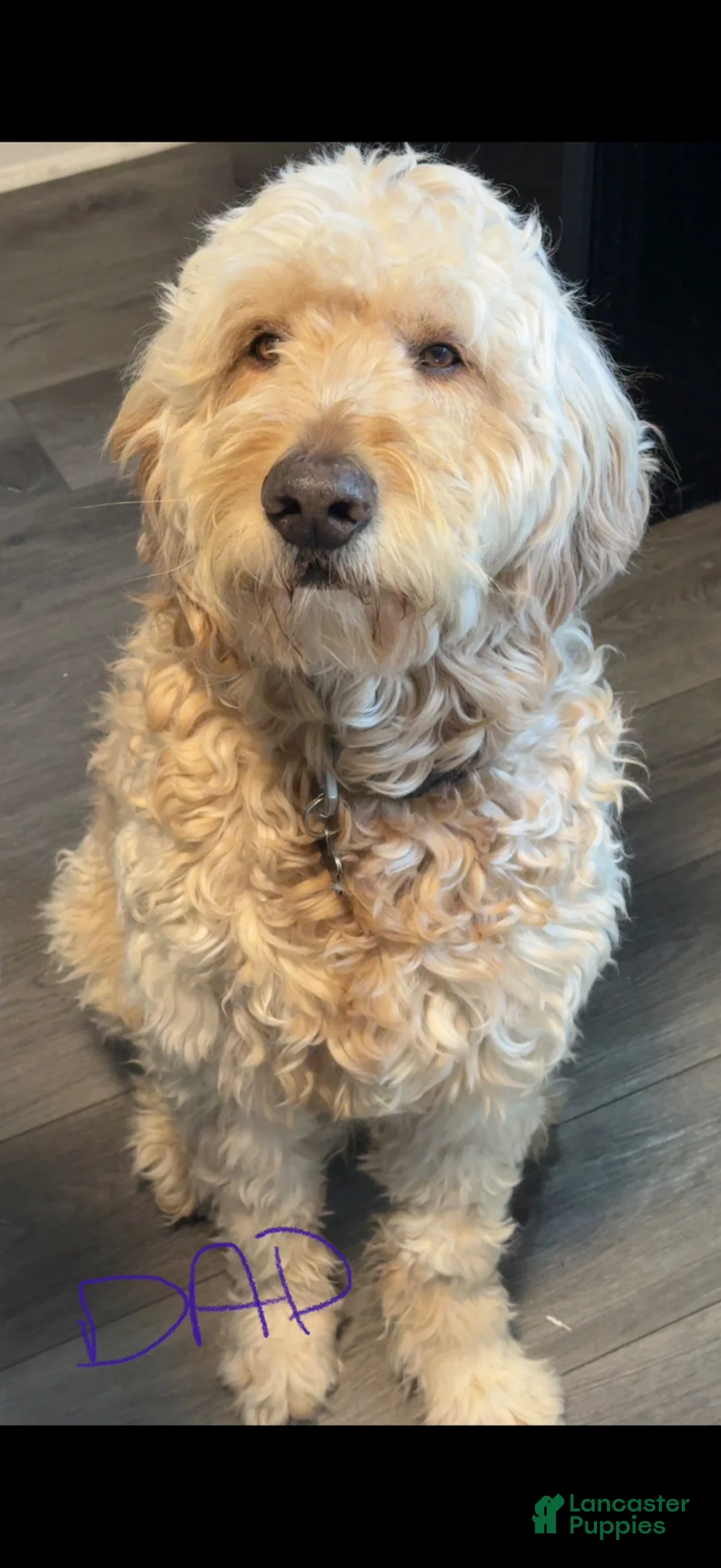 Goldendoodle dogs for sale: Lily - Ad 8