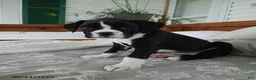 Boxer dogs for sale: Ginger - Ad 6