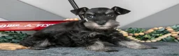 Miniature Schnauzer dogs for sale: Lexi - Ad 2