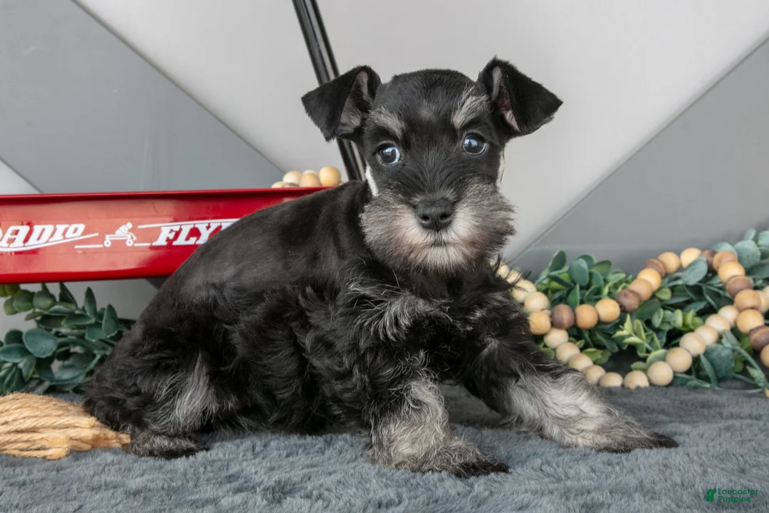 Miniature Schnauzer dogs for sale: Lexi - Ad 2