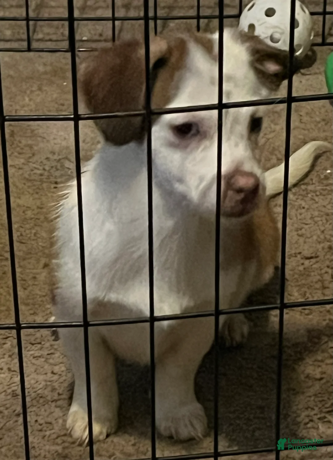 Chihuahua dogs for sale: Chihuahua Puppy 2 - Ad 1