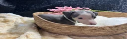 Italian Greyhound dogs for sale: Italian Greyhound 4 - Ad 8