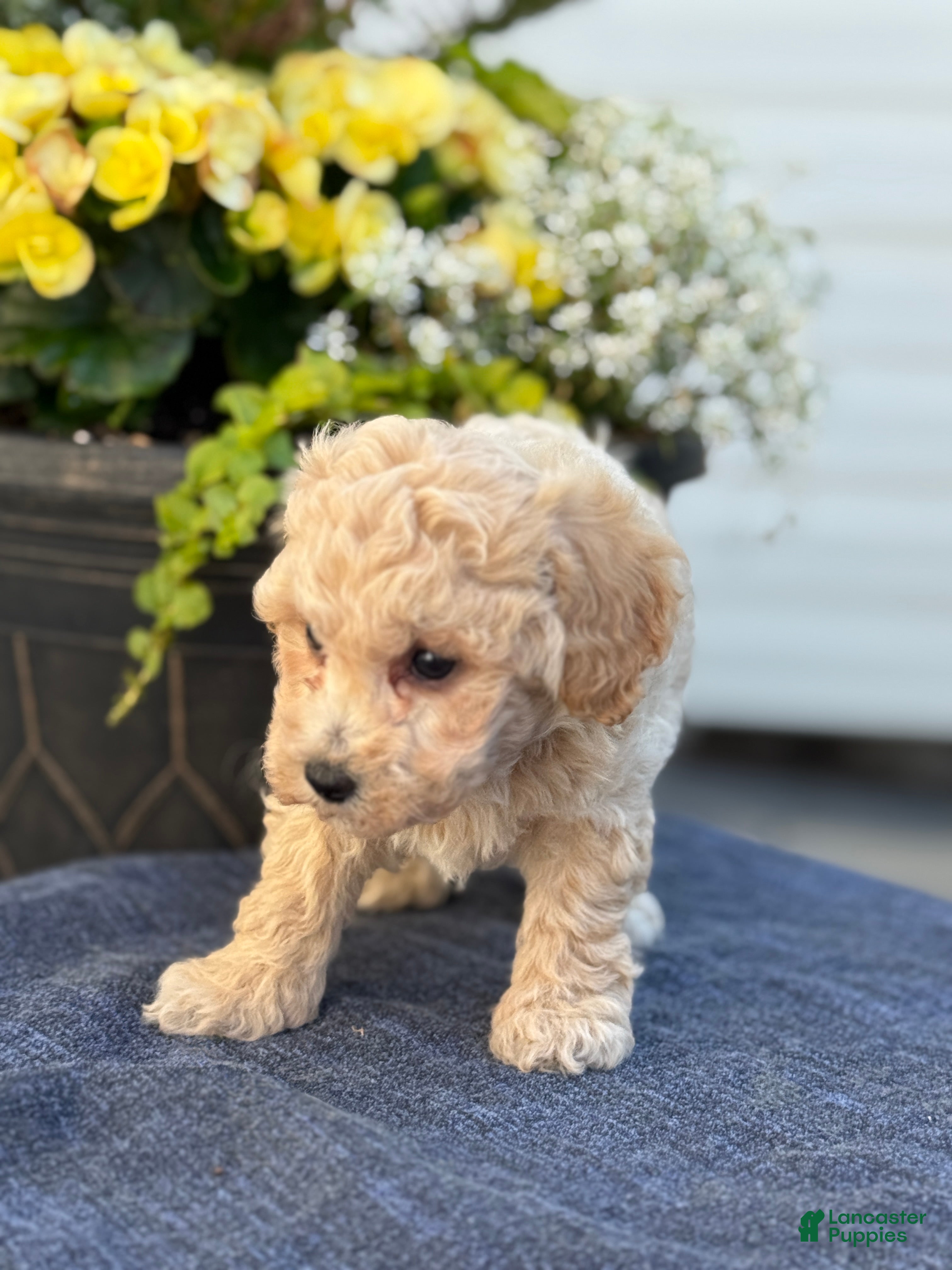 Bichpoo dogs for sale: Faye - Ad 8