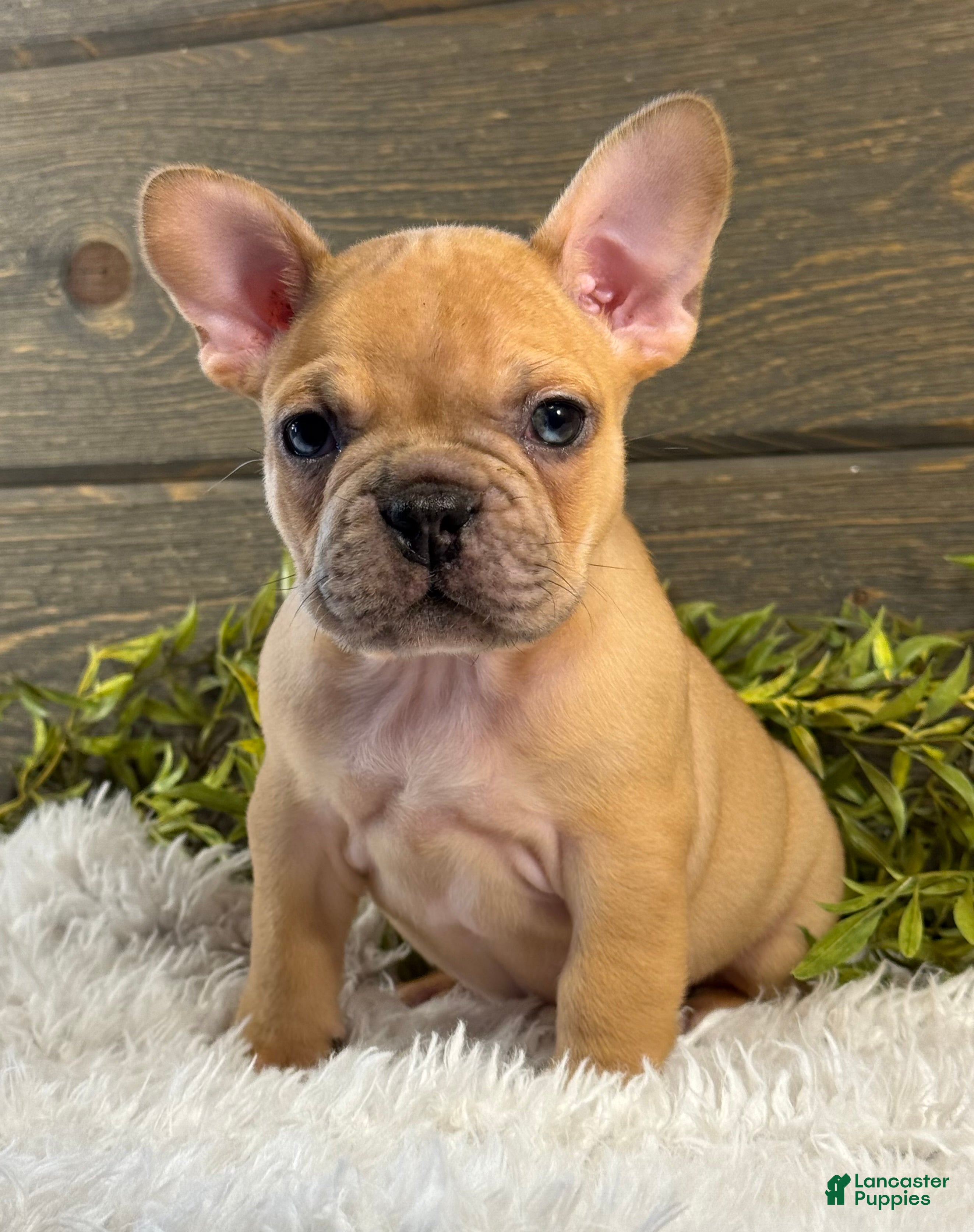 French Bulldog dogs for sale: Chase - Ad 4
