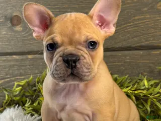 French Bulldog dogs for sale: Chase - Ad 4