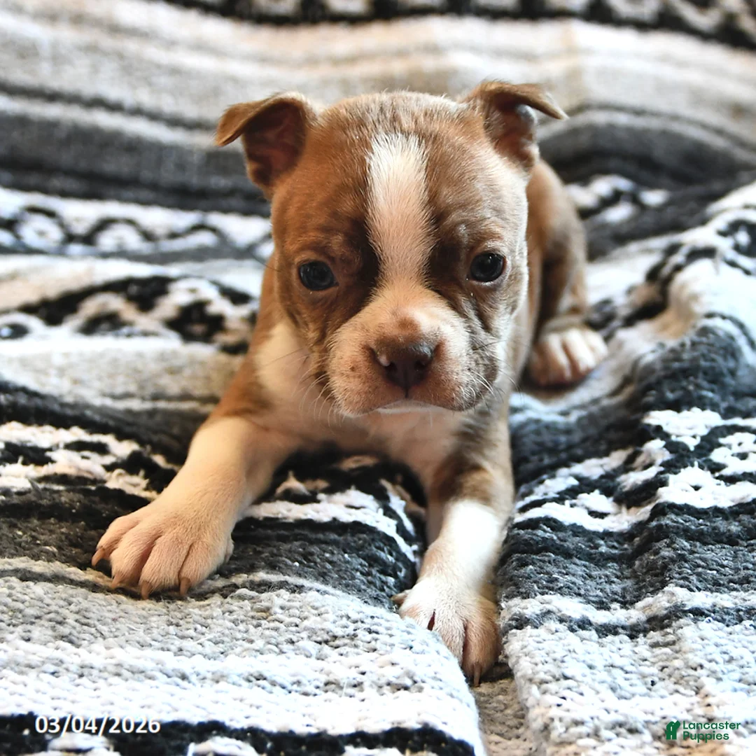Boston Terrier dogs for sale: Howie - Ad 2