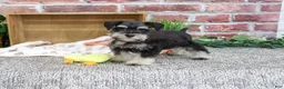 Miniature Schnauzer dogs for sale: Julius - Ad 5