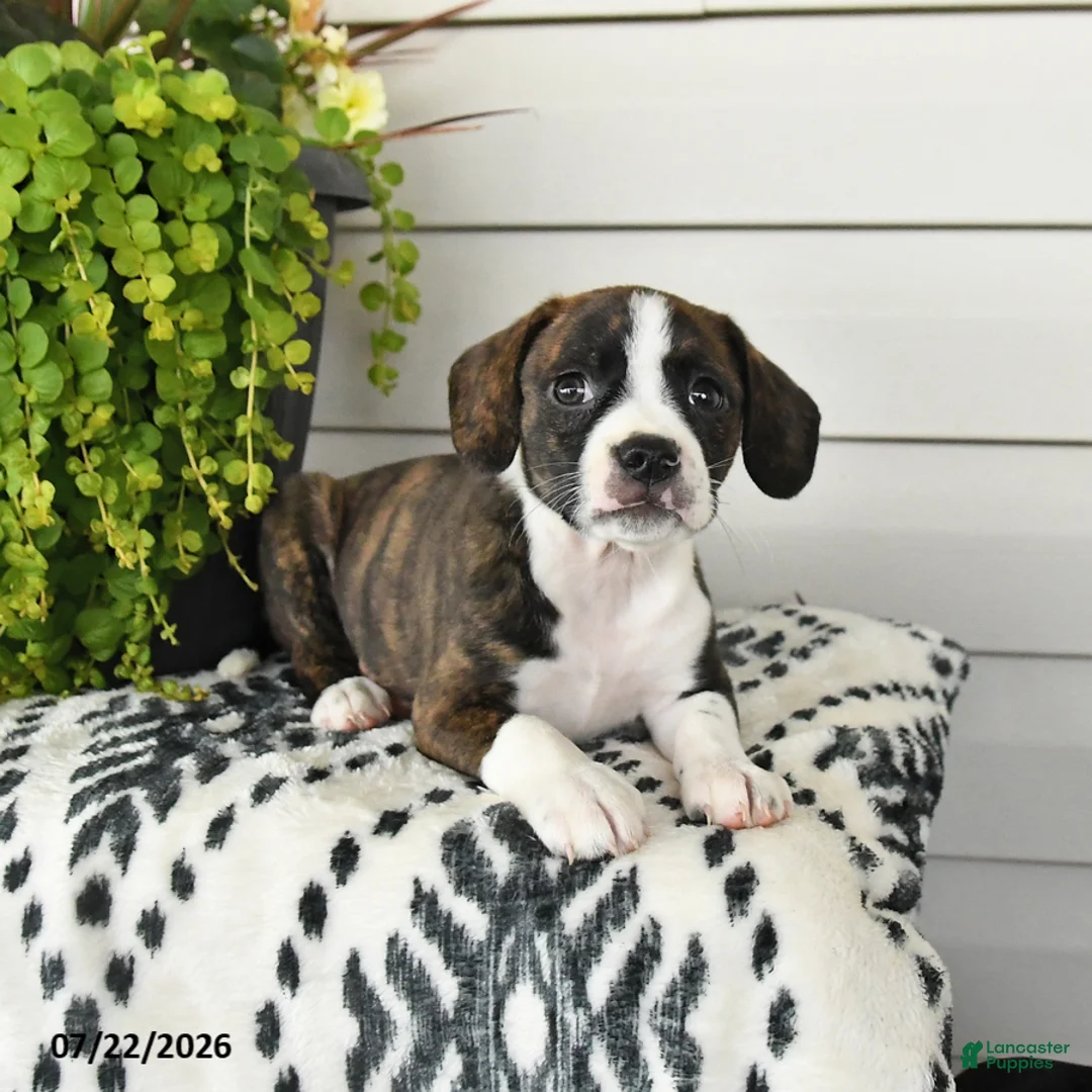 Beaglier dogs for sale: Micky - Ad 2