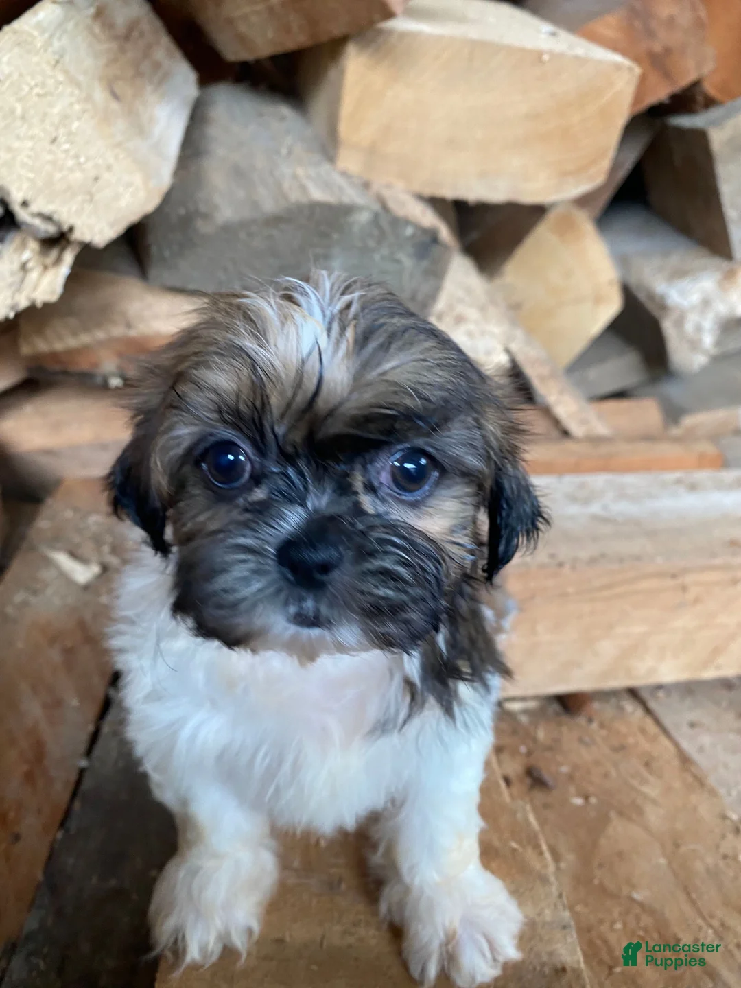 Shih Tzu dogs for sale: Trixie - Ad 2