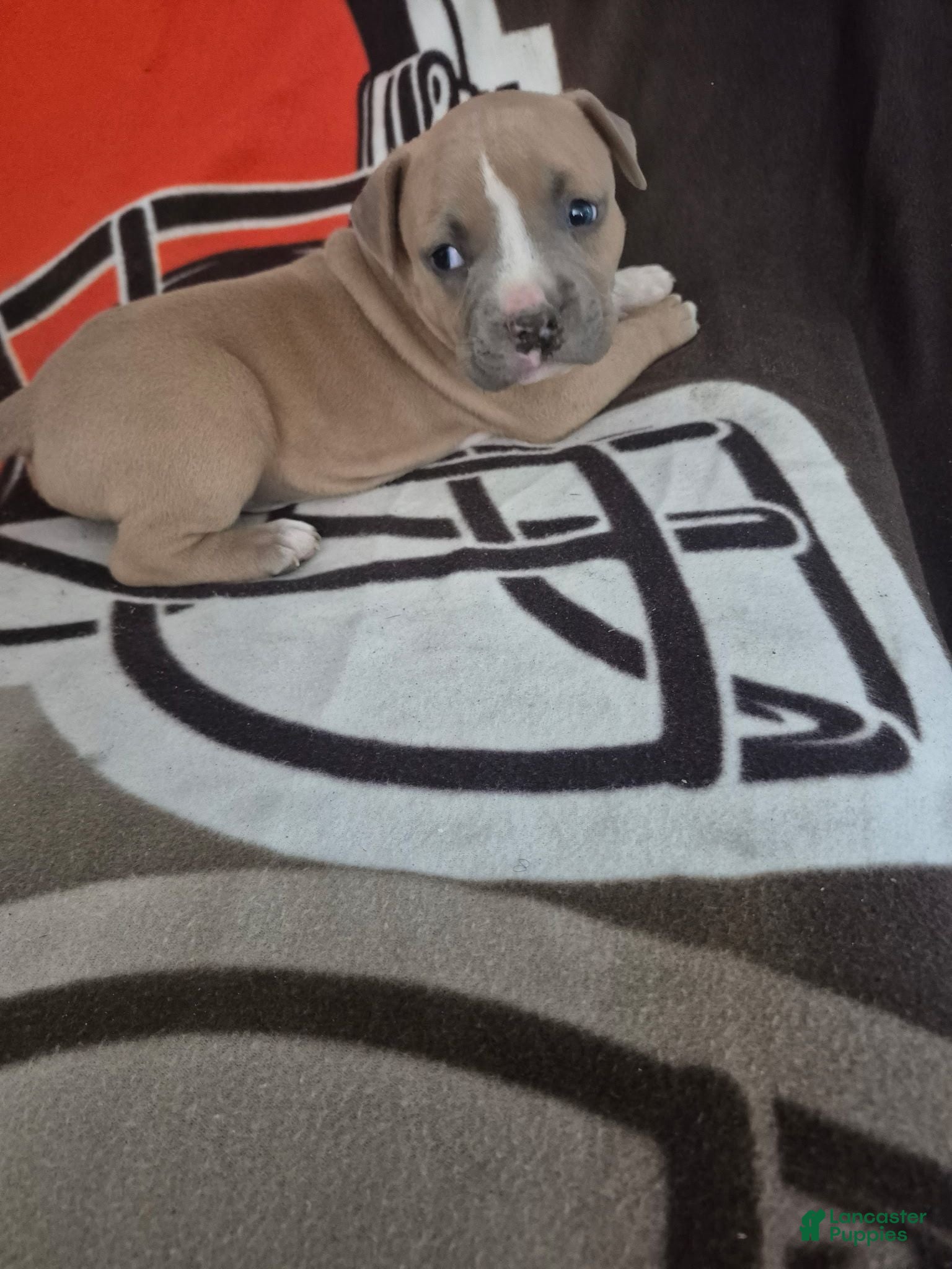 American Pit Bull Terrier dogs American Pit Bull Terrier 4 - Ad 30
