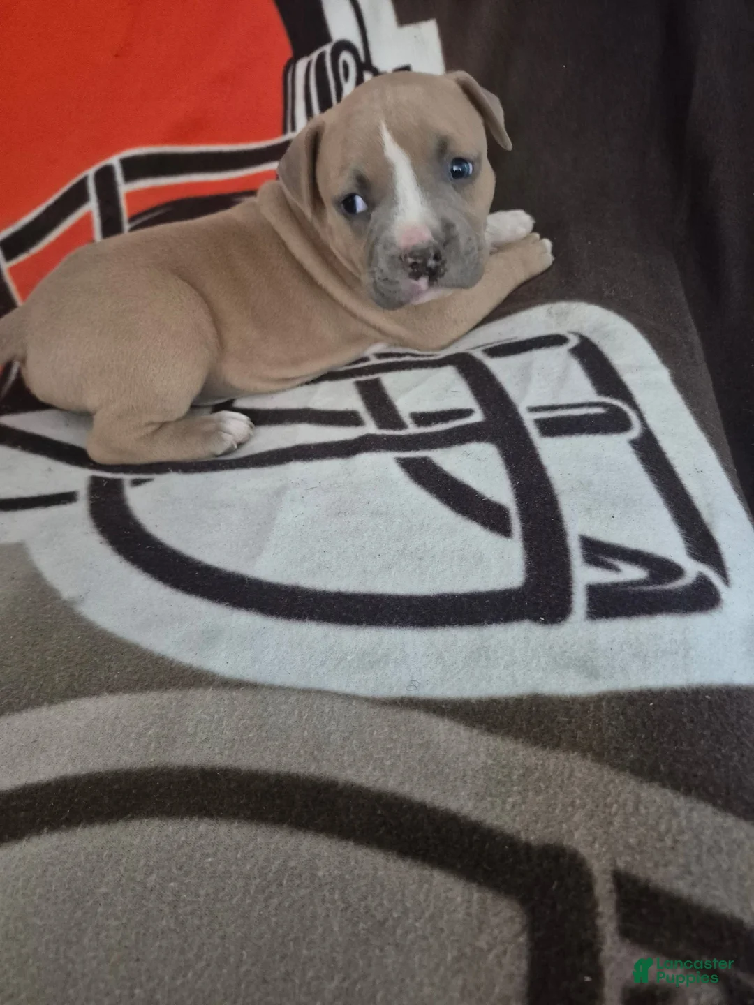 American Pit Bull Terrier dogs for sale: American Pit Bull Terrier 4 - Ad 1