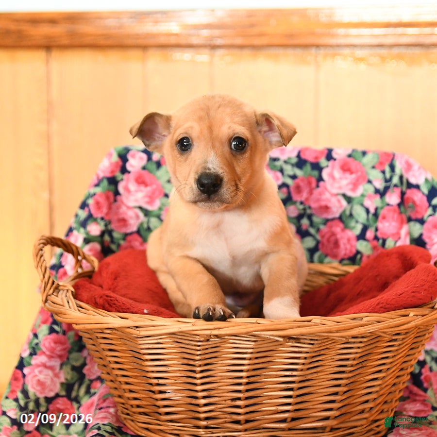 Chihuahua dogs Max - Ad 31