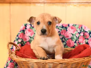 Chihuahua dogs Max - Ad 31