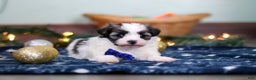 Havanese dogs for sale: Jaspher - Ad 2