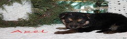 German Shepherd dogs for sale: German Shepherd Puppy 6 Axel - Ad 1