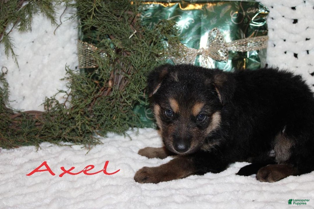 German Shepherd dogs for sale: German Shepherd Puppy 6 Axel - Ad 1