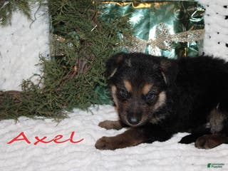 German Shepherd dogs for sale: German Shepherd Puppy 6 Axel - Ad 1