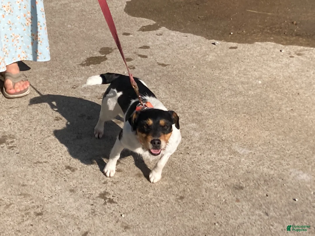 Jack Russell Terrier dogs for sale: Jrtca Ruger - Ad 6