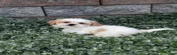 Shih Tzu dogs for sale: Simba - Ad 3