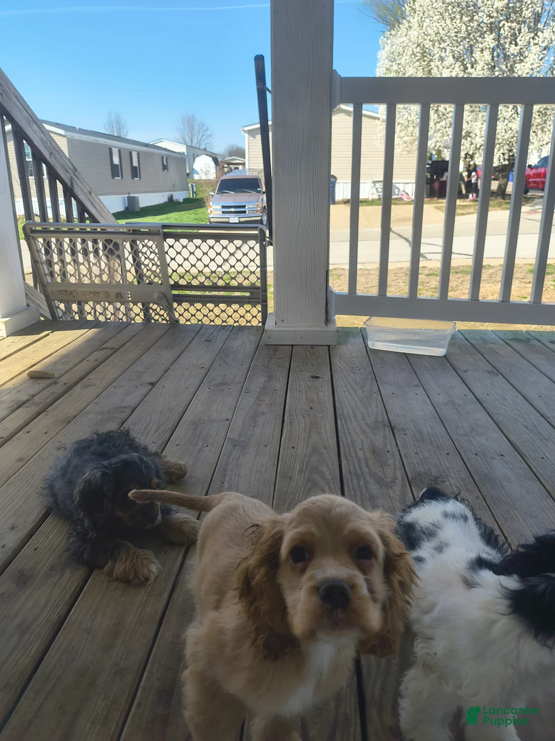 Cocker Spaniel dogs for sale: Cocker Spaniel Puppy 5 - Ad 2