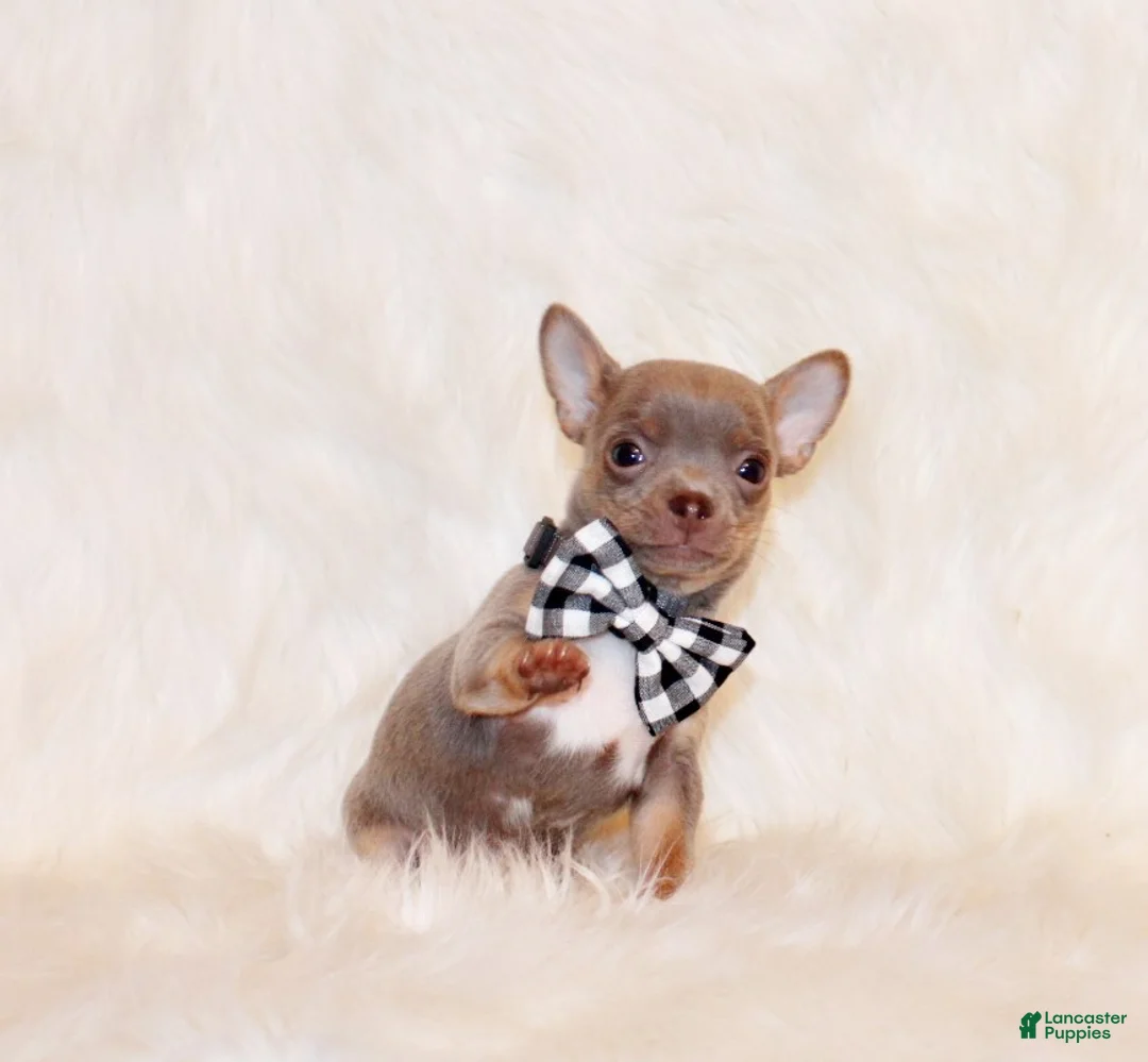 Chihuahua dogs for sale: Woof - Ad 1