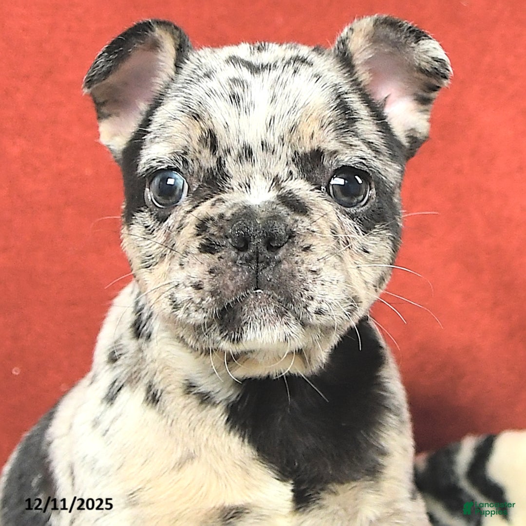 French Bulldog dogs for sale: Maxwell - Ad 5