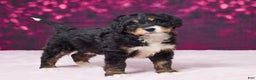 Bernedoodle dogs for sale: Gloria - Ad 1