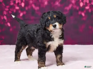 Bernedoodle dogs Gloria - Ad 27