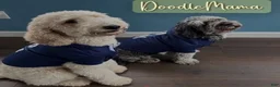 Goldendoodle dogs for sale: Junior  - Ad 4