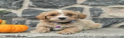 Maltipoo dogs for sale: Candy  - Ad 3