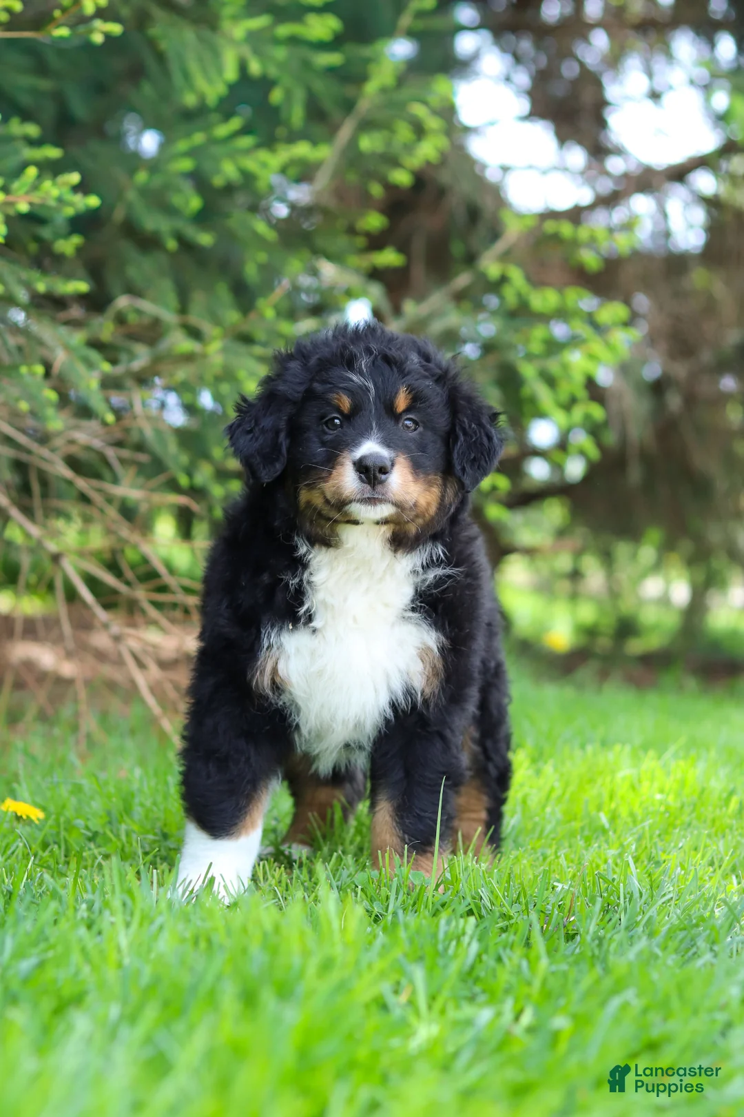 Bernese Mountain Dog dogs for sale: Finn - Ad 2