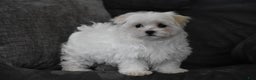 Maltese dogs for sale: Skye - Ad 7