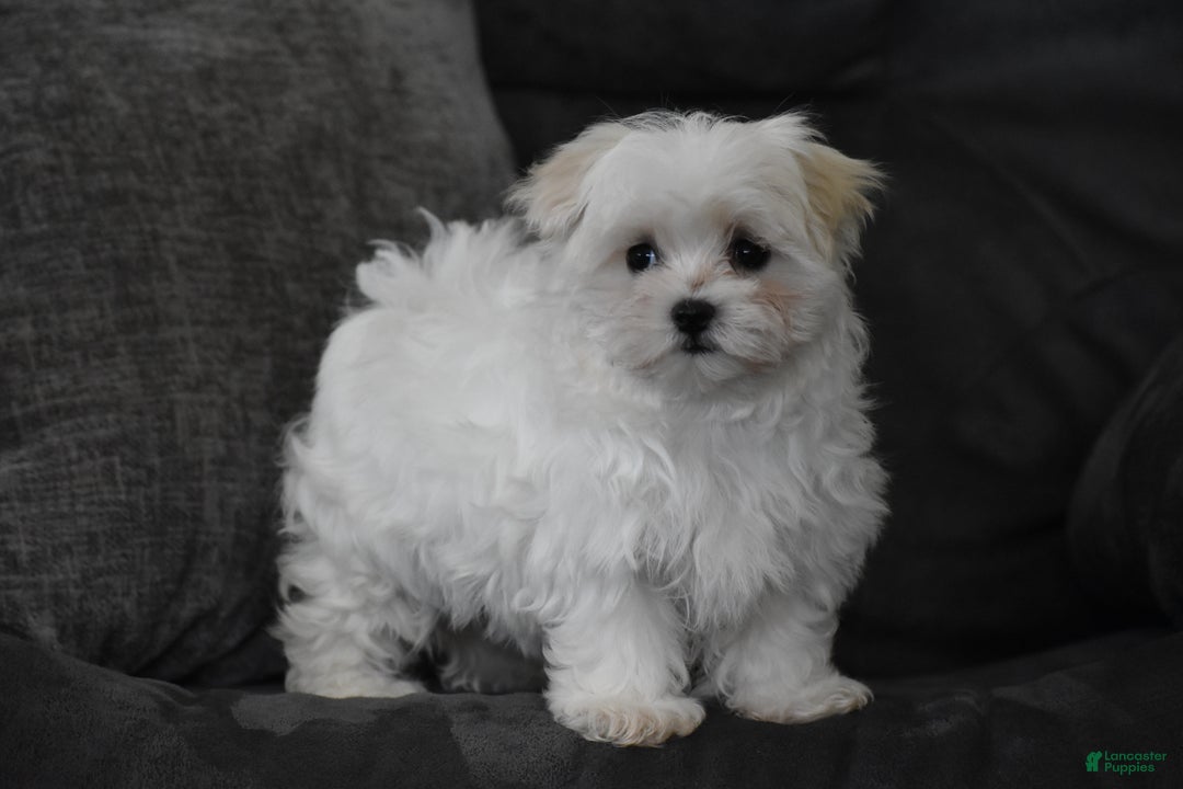 Maltese dogs for sale: Skye - Ad 7