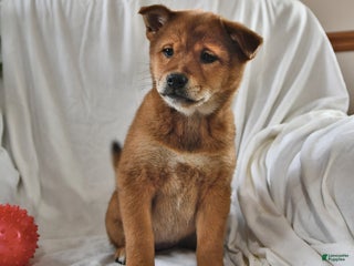 Mixed Breed dogs - Ad 22