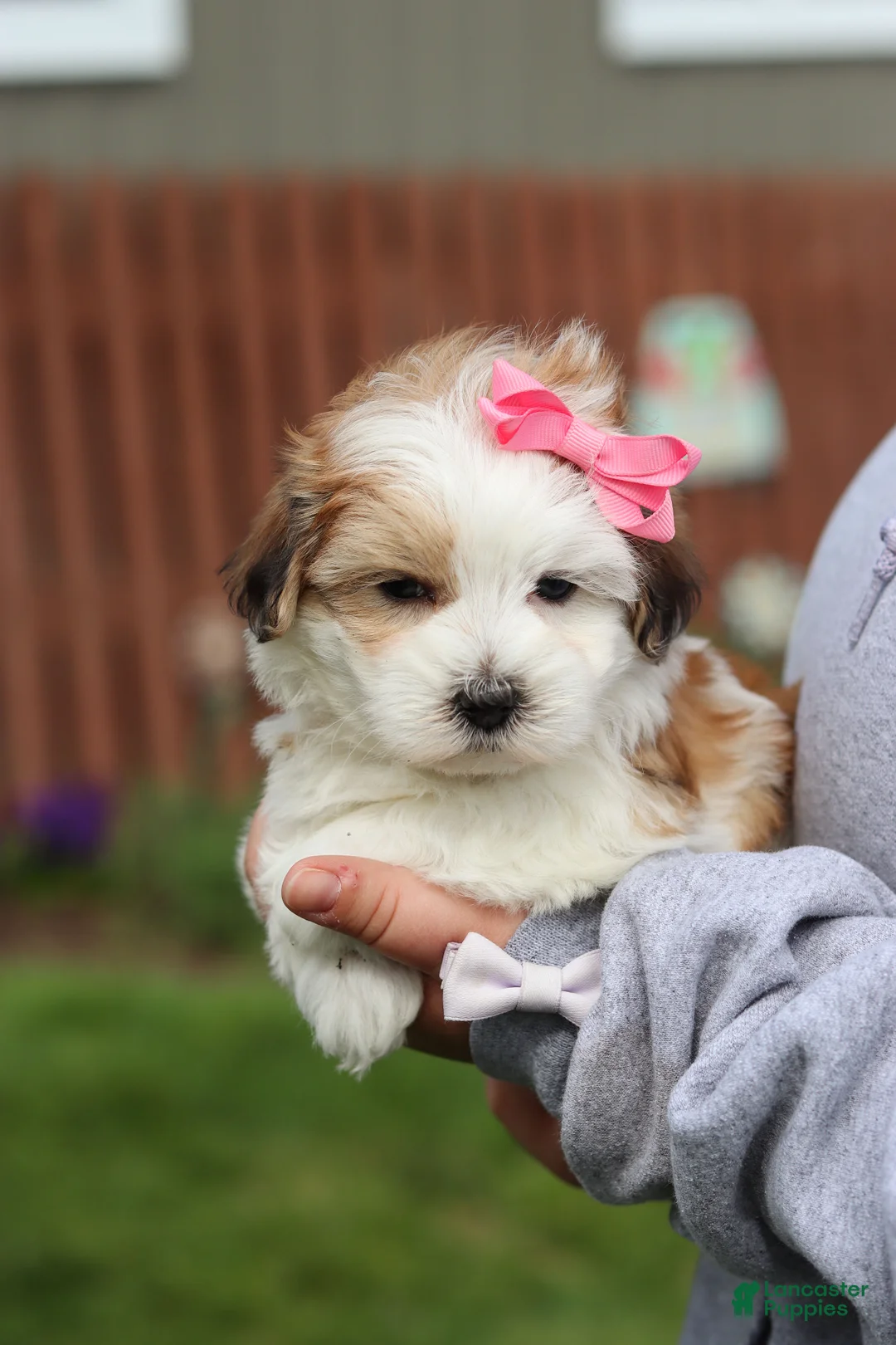 Morkie dogs for sale: Scarlett - Ad 1