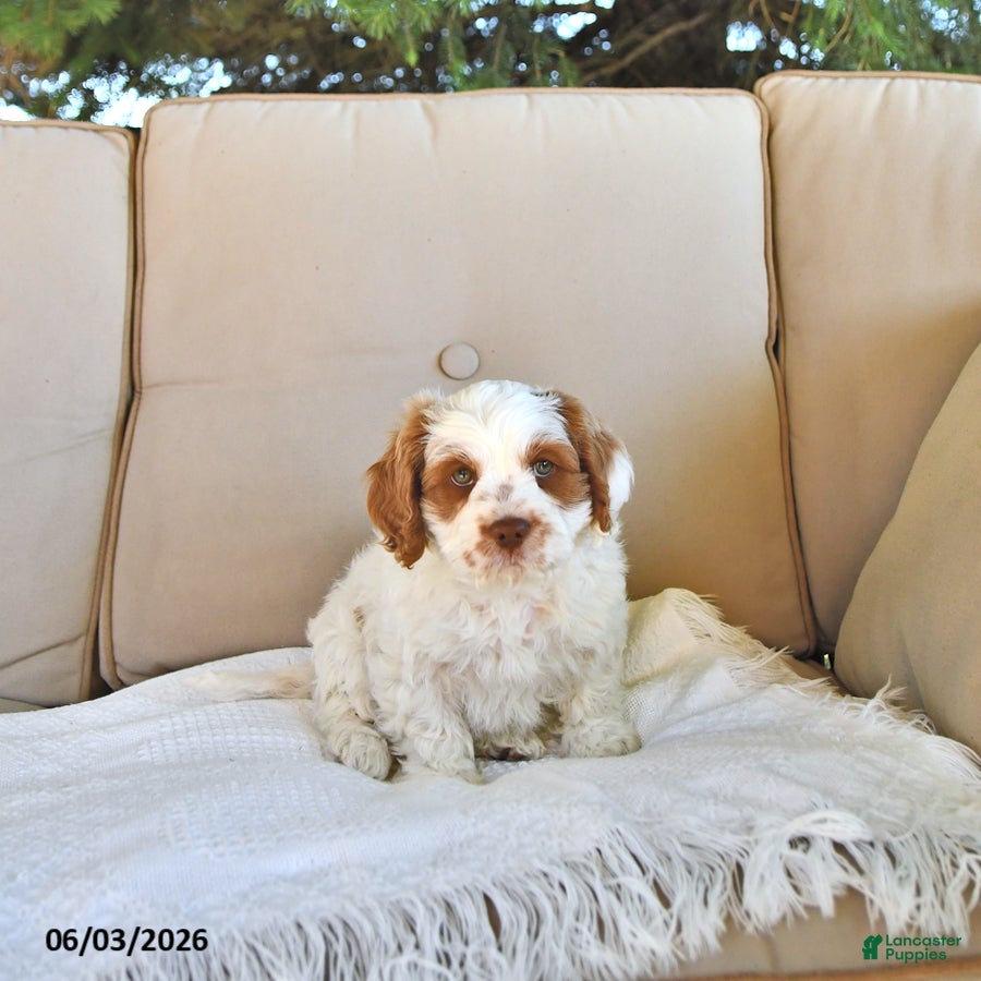 Cavapoo dogs Tyler - Ad 2