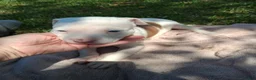 American Bully dogs for sale: American Bully 1 - Ad 9