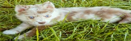 Pomsky dogs for sale: Lava Lavender Merle  - Ad 1