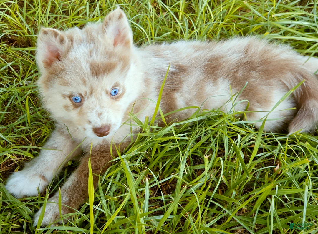 Pomsky dogs for sale: Lava Lavender Merle  - Ad 1