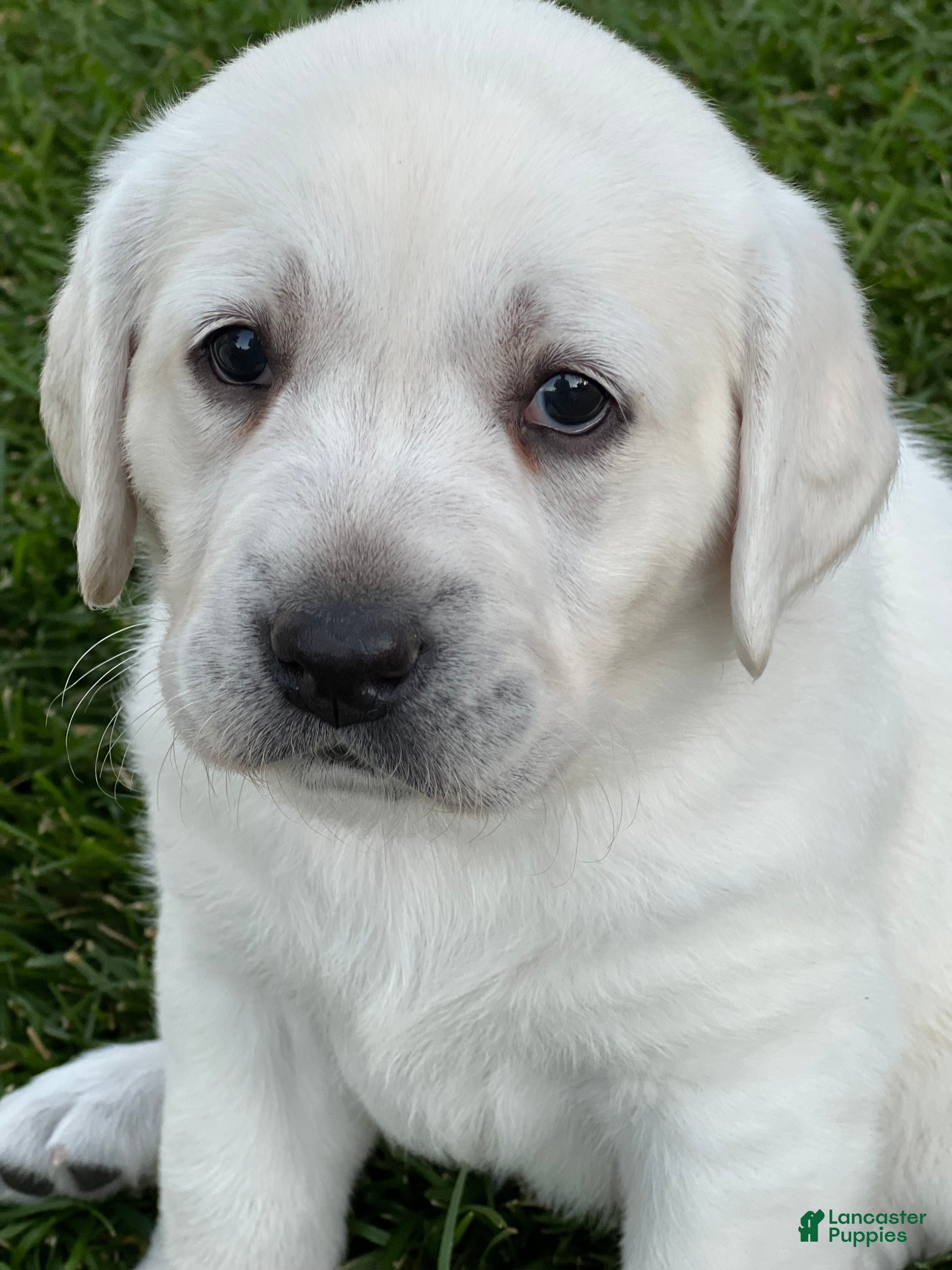 Labrador Retriever dogs Labrador Retriever 2 - Ad 4