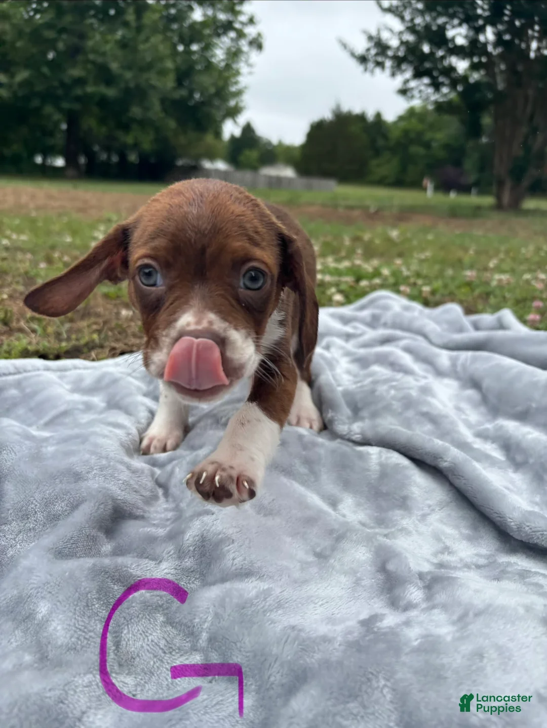 Mixed Breed dogs for sale: June - Ad 1