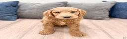 Mini Goldendoodle dogs for sale: Ace - Ad 7