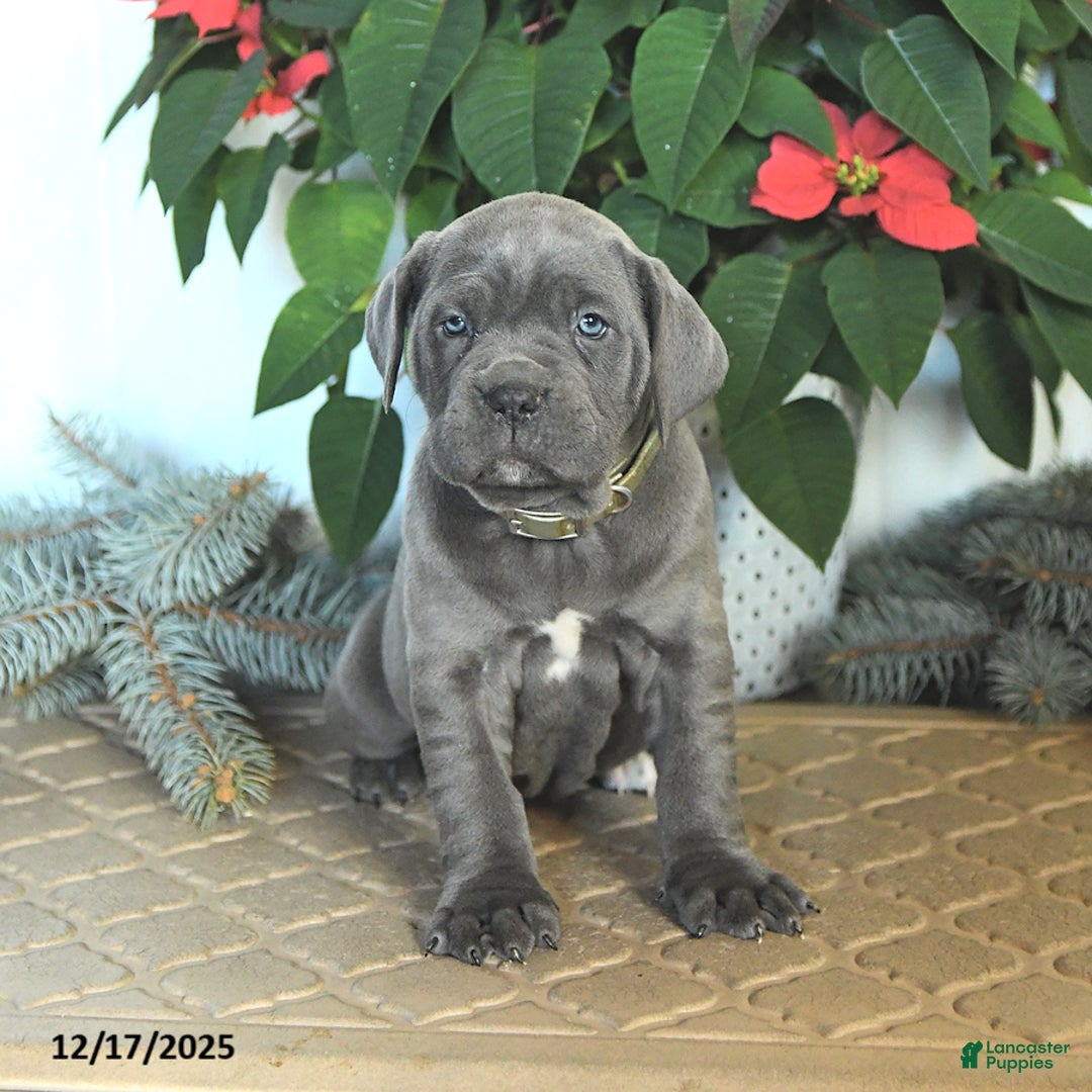 Cane Corso dogs for sale: Foxy - Ad 2