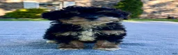 Mini Bernedoodle dogs for sale: Kitty - Ad 5
