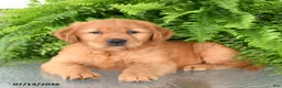 Golden Retriever dogs for sale: Nilla - Ad 3