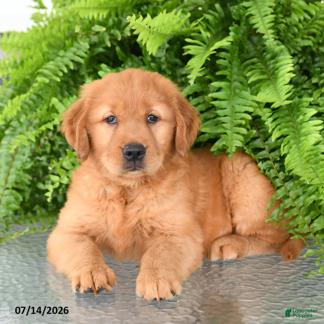 Golden Retriever dogs for sale: Nilla - Ad 3